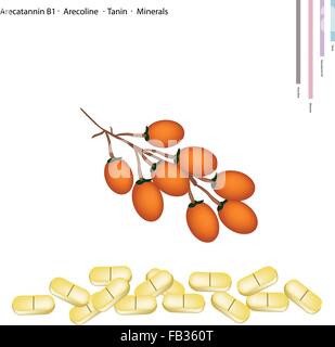Healthcare Concept, Illustration of Ripe Betel Palm Nut or Areca Nut with Arecatannin B1, Arecoline, Tanin and Minerals Tablet, Stock Vector