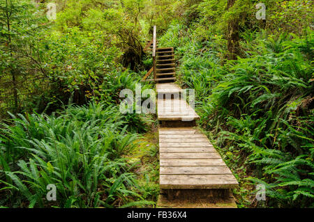 Boardwalk through rain forest, Pacific Rim National Park, BC, West Canada Stock Photo