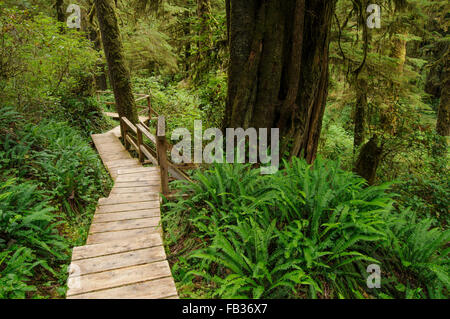 Boardwalk through rain forest, Pacific Rim National Park, BC, West Canada Stock Photo