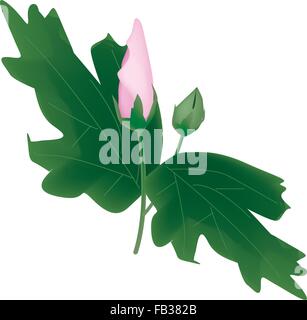 Beautiful Flower, An Illustration Fresh Pink Hibiscus, Rose Mallow or Bunga Raya Flowers Bud Isolated on A White Background Stock Vector