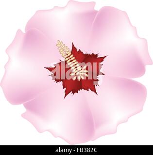 Beautiful Flower, An Illustration Fresh Pink Hibiscus Flowers, Rose Mallow or Bunga Raya Isolated on A White Background Stock Vector