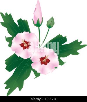 Beautiful Flower, Illustration Fresh Pink Hibiscus, Rose Mallow or Bunga Raya Flowers Bud Isolated on A White Background Stock Vector