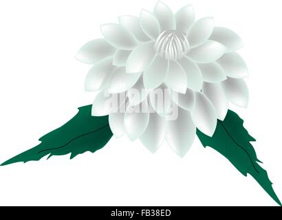 Beautiful Flower, Illustration of Bright and Beautiful White Dahlia Flower with Green Leaves Isolated on White Background. Stock Vector