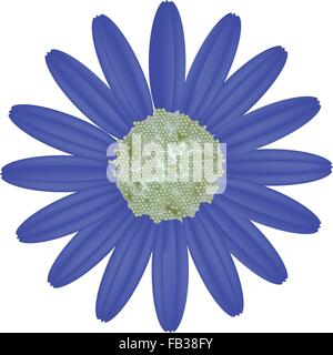 Symbol of Love, Bright and Beautiful Blue Osteospermum Daisy Flower or Cape Daisy Flower Isolated on White Background. Stock Vector