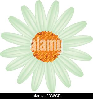 Symbol of Love, Bright and Beautiful Green Osteospermum Daisy Flower or Cape Daisy Flower Isolated on White Background. Stock Vector
