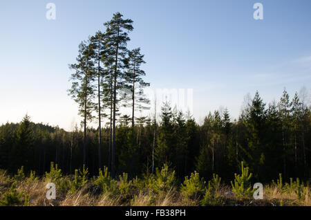 Clearcut forest area with newly planted pine tree plants and old trees in the back Stock Photo