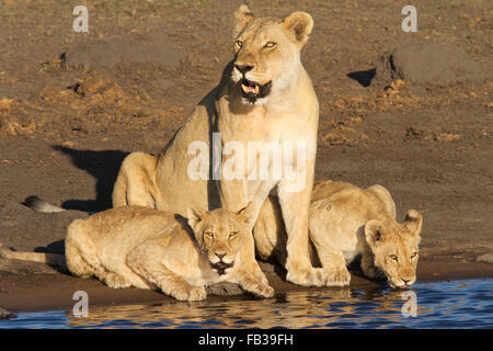 Lioness with her two cubs at the edge of a waterhole in evening sunlight Stock Photo