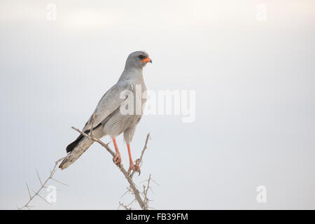 Southern Pale Chanting Goshawk perched on acacia bush Stock Photo