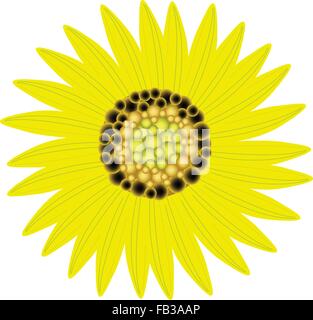 Beautiful Flower, Illustration Bright and Beautiful Yellow Colors of Sunflowers Isolated on A White Background Stock Vector