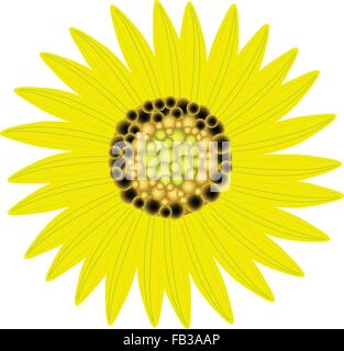 Beautiful Flower, Illustration Bright and Beautiful Yellow Colors of Sunflowers Isolated on A White Background Stock Vector