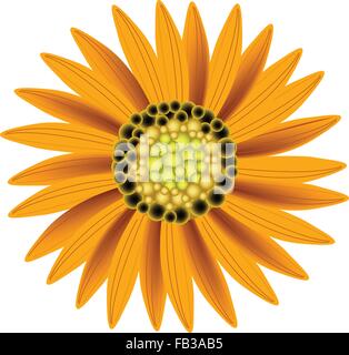 Beautiful Flower, Illustration Bright and Beautiful Orange Colors of Sunflowers Isolated on A White Background Stock Vector