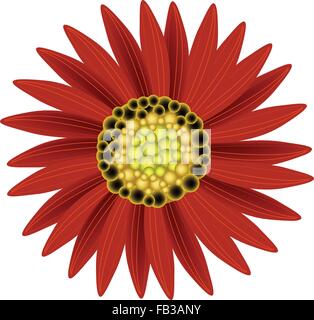 Beautiful Flower, Illustration Bright and Beautiful Red Colors of Sunflowers Isolated on A White Background Stock Vector