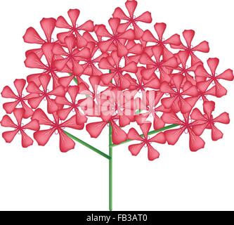 Beautiful Flower, Illustration Bunch of Beautiful Red Rose Geranium Flowers or Pelargonium Graveolens Flowers Isolated on White Stock Vector