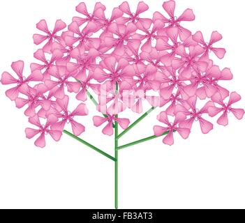 Beautiful Flower, Illustration Bunch of Beautiful Pink Rose Geranium Flowers or Pelargonium Graveolens Flowers Isolated on White Stock Vector