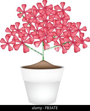 Beautiful Flower, Illustration Bunch of Beautiful Red Geranium Flowers or Pelargonium Graveolens Flowers in A Pot Isolated on Wh Stock Vector