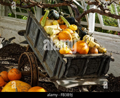 Pumpkins and Gourds Stock Photo