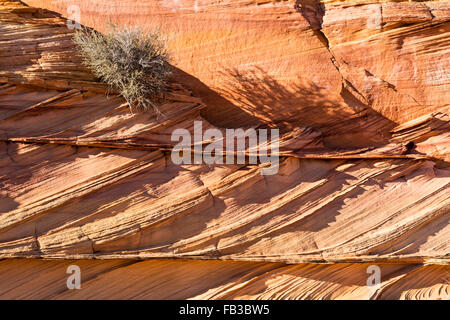 A shrub clings to layers of colliding rock strata in the South Coyote Buttes region,  Vermillion Cliffs National Monument, AZ Stock Photo