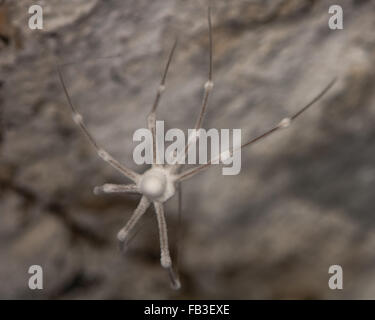 Daddy longlegs spider (Pholcus phalangioides) dead, and covered in fungus. The corpse of a spider in the family Pholcidae Stock Photo