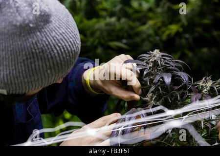 Indoor legal marijuana Stock Photo