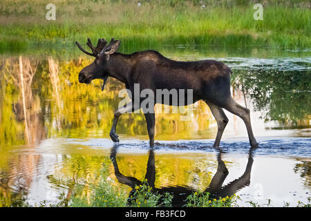 A bull moose walks through a pond in Grand Teton National Park, Wyoming. Stock Photo