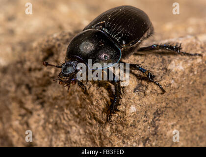 Dor beetle (Geotrupes stercorarius) showing iridescent violet colour. A large dung beetle in the family Geotrupidae Stock Photo