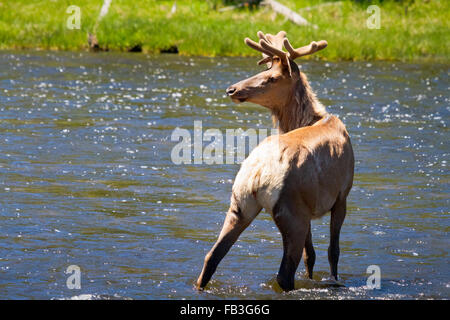 A bull elk stands cautiously in the Firehole River in Yellowstone National Park, Wyoming. Stock Photo