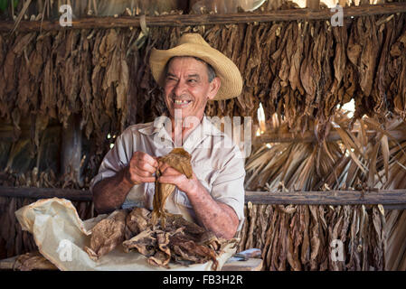 Dry Tobacco Leaves, Man sorting Dried Tobacco Leaves in Tobacco Drying House, Vinales Valley, Pinar del Rio Cuba Stock Photo