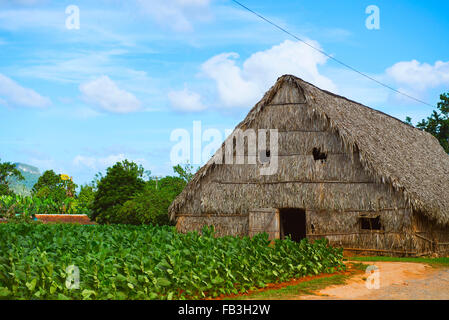 Tobacco Drying House, and Tobacco growing, Valle de Vinales, Pinar del Rio, Cuba Stock Photo