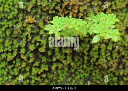 background of small tree grow amidst the moss on the wall. Stock Photo