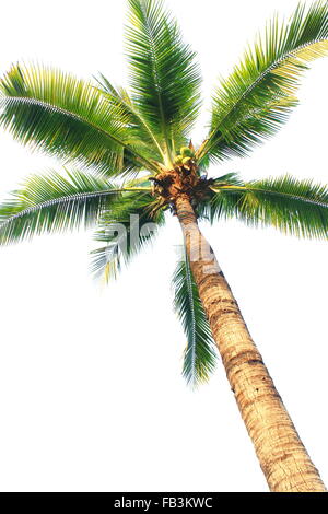 vertical coconut tree isolated on white background Stock Photo