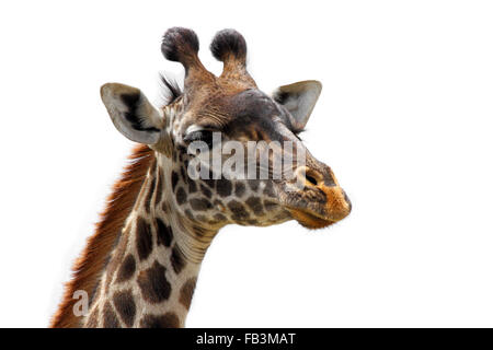 The head and upper neck of a giraffe isolated against white (Giraffa camelopardalis) Stock Photo