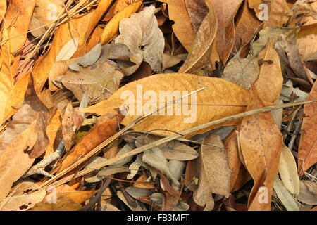 background of leaf debris on the forest floor Stock Photo