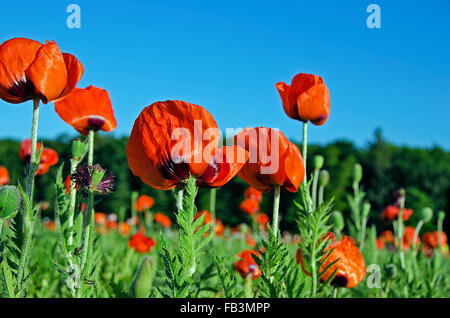 Bright red poppy flowers in Michigan field. Stock Photo