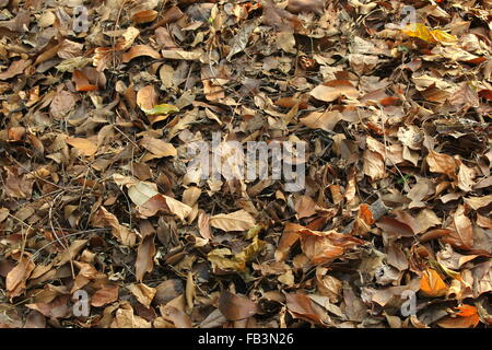 the leaf debris on the forest floor Stock Photo