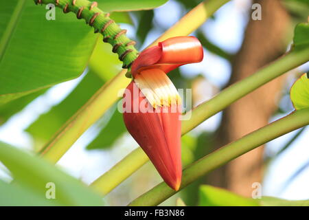 background of banana blossom from banana plantations Stock Photo