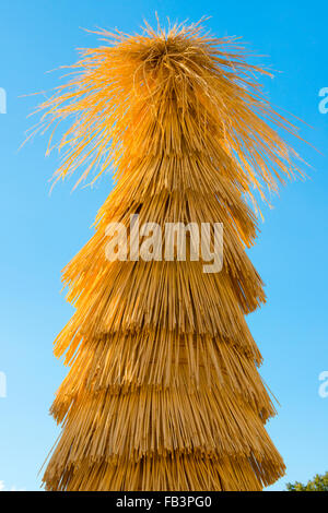 Sago Wrapped Japanese sago palm tree wrapped with straw for protection during the ...