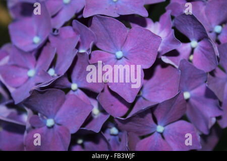 Blue Hydrangea Stock Photo