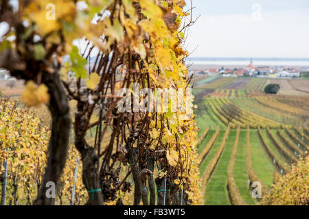 Autumn in vinery village of Jois at Lake Neusiedler See, Burgenland, Austria, Jois Stock Photo