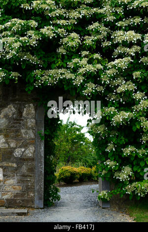 hydrangea anomala subsp petiolaris climbing hydrangeas walled garden gate gateway cover covered flower flowering RM Floral Stock Photo