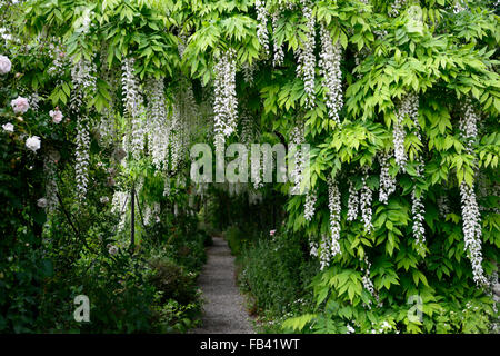 White wisteria sinensis arch arched pergola tunnel flower flowers walk walkway cover covered flowering climber spring RM Floral Stock Photo