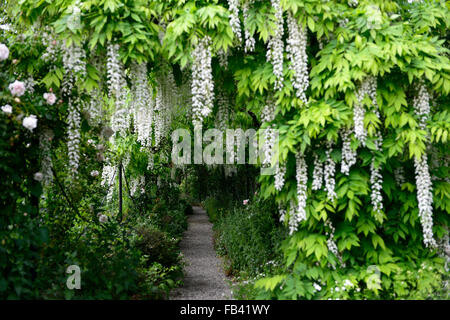 White wisteria sinensis arch arched pergola tunnel flower flowers walk walkway cover covered flowering climber spring RM Floral Stock Photo