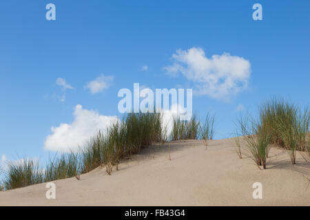 Sandy dunes with European Marram Grass (Ammophila arenaria) on blue sky with fluffy white clouds Stock Photo