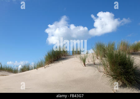 Sandy dune with European Marram Grass (Ammophila arenaria) on blue sky with fluffy white clouds Stock Photo