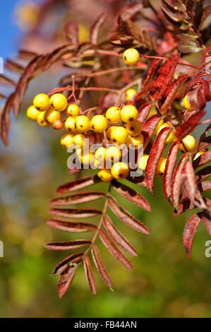 Bright yellow berries on a Sorbus 'Joseph rock' tree in autumn sunshine. Stock Photo