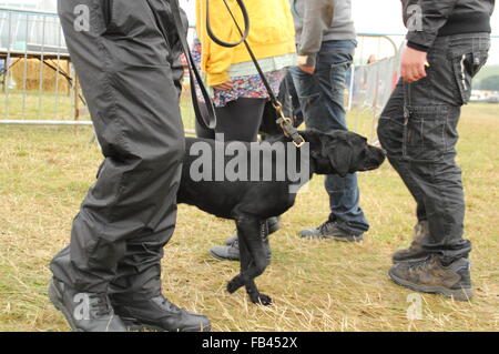 A sniffer dog and handler search for illegal drugs among arriving music festival goers during routine security checks, UK Stock Photo