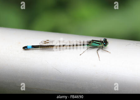Blue-tailed Damselfly, male, Norfolk, England, UK. Stock Photo