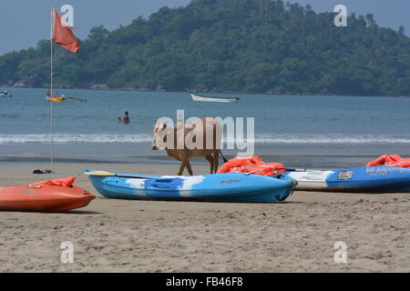 Cows on the Beach of Palolem, Goa, South India in sunset Stock Photo