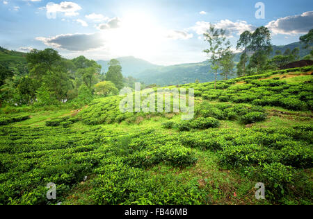 Tea fields of Nuwara Eliya in mountains Stock Photo