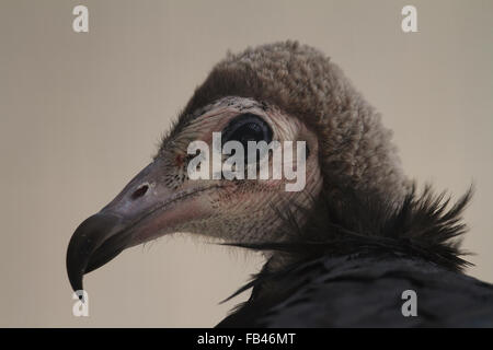 Hooded Vulture (Necrosyrtes monachus) Stock Photo