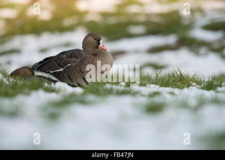 Two White-fronted Geese / Arctic geese ( Anser albifrons ) resting on a snow covered pasture at Lower Rhine, Germany. Stock Photo